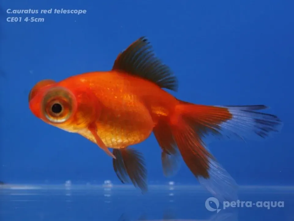 Näsets Ciklidhobby Red Telescope guldfisk 9–11 cm