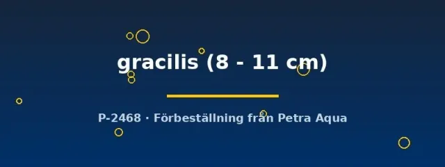 Näsets Ciklidhobby Hemiodus gracilis stimfisk 8–11 cm