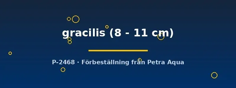 Näsets Ciklidhobby Hemiodus gracilis stimfisk 8–11 cm