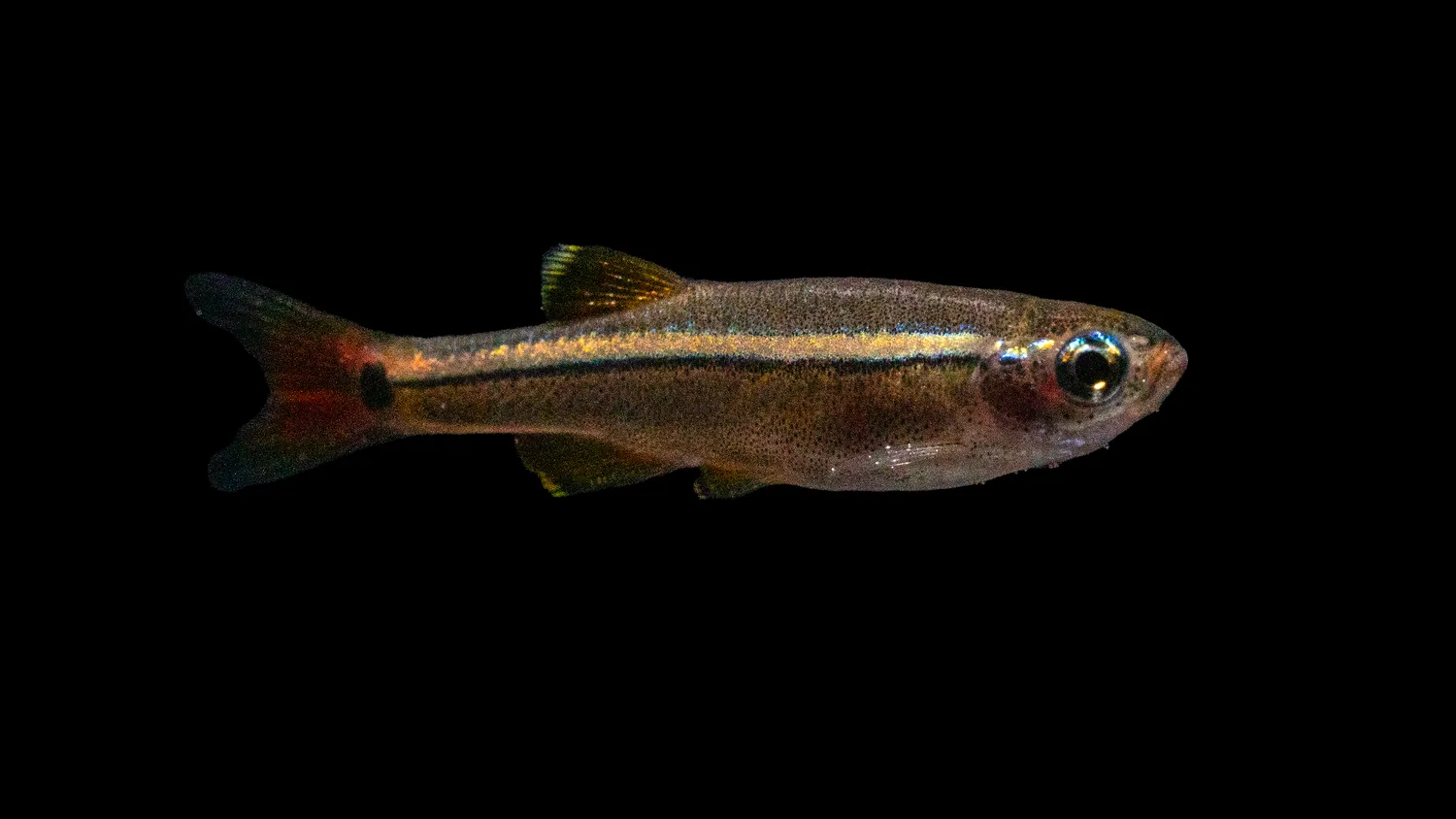 Garnelen TV Tanichthys albonubes akvariefisk kardinal