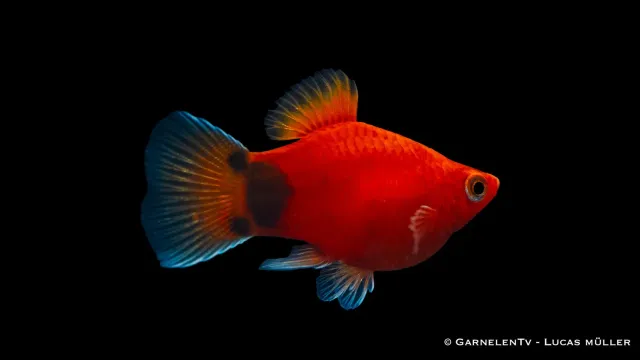 Garnelen TV Platy Korall Rot Mond akvariefisk 1 st fredlig