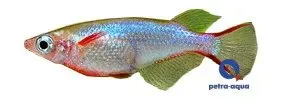 Näsets Ciklidhobby Oryzias woworae risfisk 2,5 cm