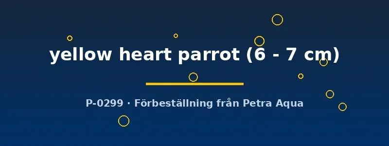Näsets Ciklidhobby Hybrid yellow heart parrot ciklid 6–7 cm