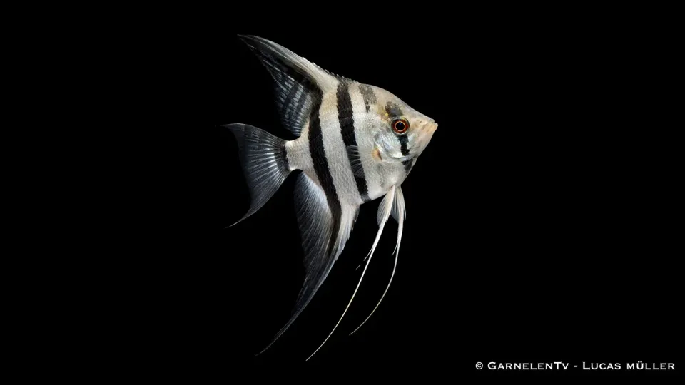 Garnelen TV Zebra skalar ciklid Pterophyllum scalare