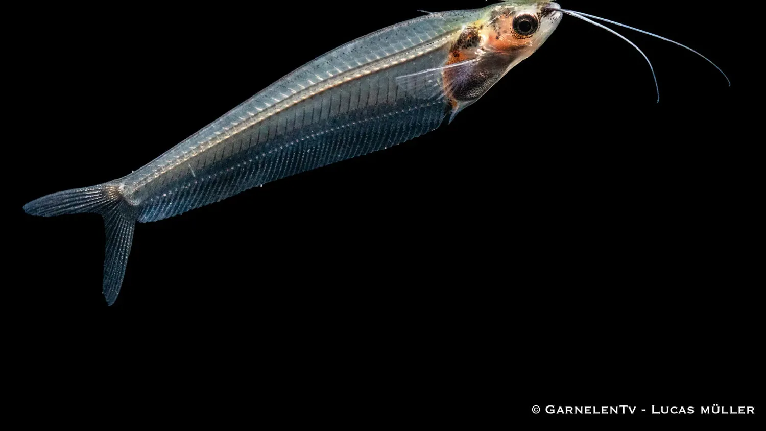 Garnelen TV Indisk glasmal Kryptopterus vitreolus akvariefisk stim