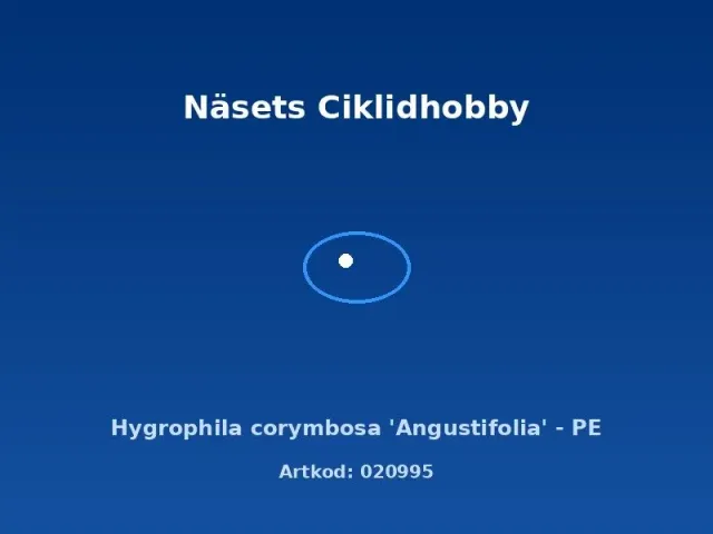Näsets Hygrophila Corymbosa Angustifolia akvarieväxt PE