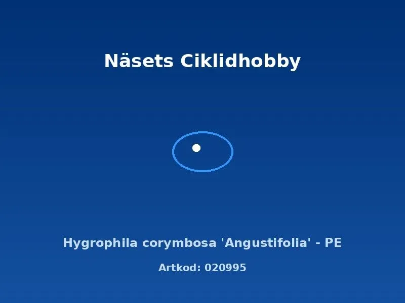 Näsets Hygrophila Corymbosa Angustifolia akvarieväxt PE