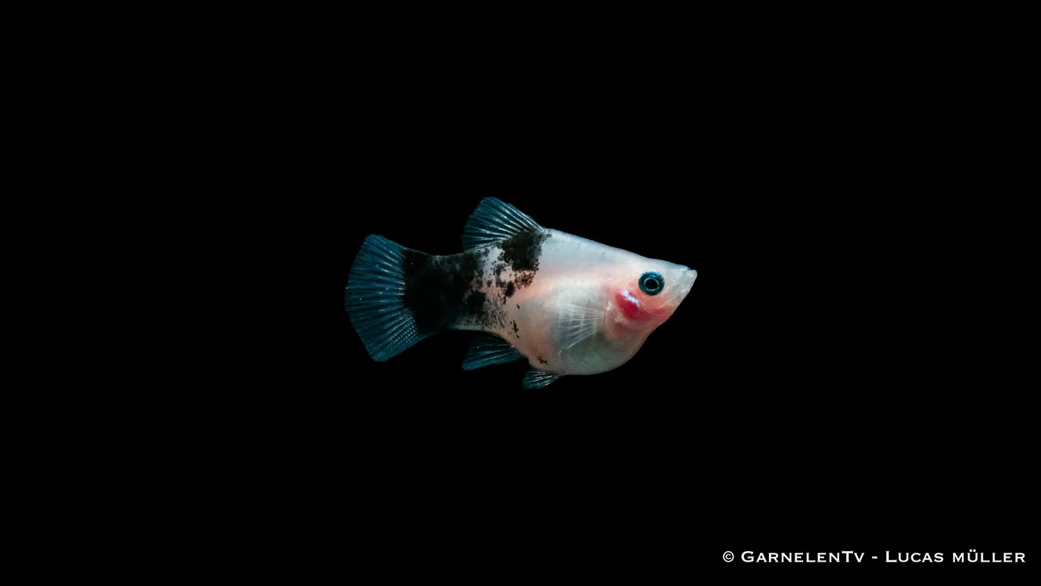 Garnelen TV Panda platy 5–7 cm fredlig grupp