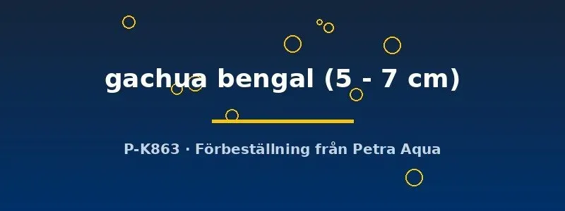 Petra-Aqua Channa gachua Bengal rovfisk 5–7 cm brun