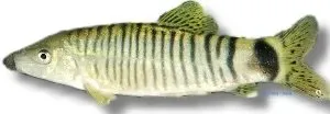 Petra-Aqua Silver Botia lecontei botia 4-5 cm