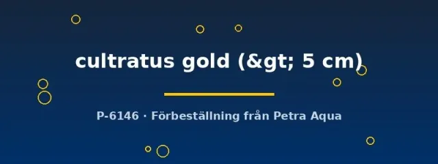 Alfaro cultratus gold akvariefisk >5 cm guld
