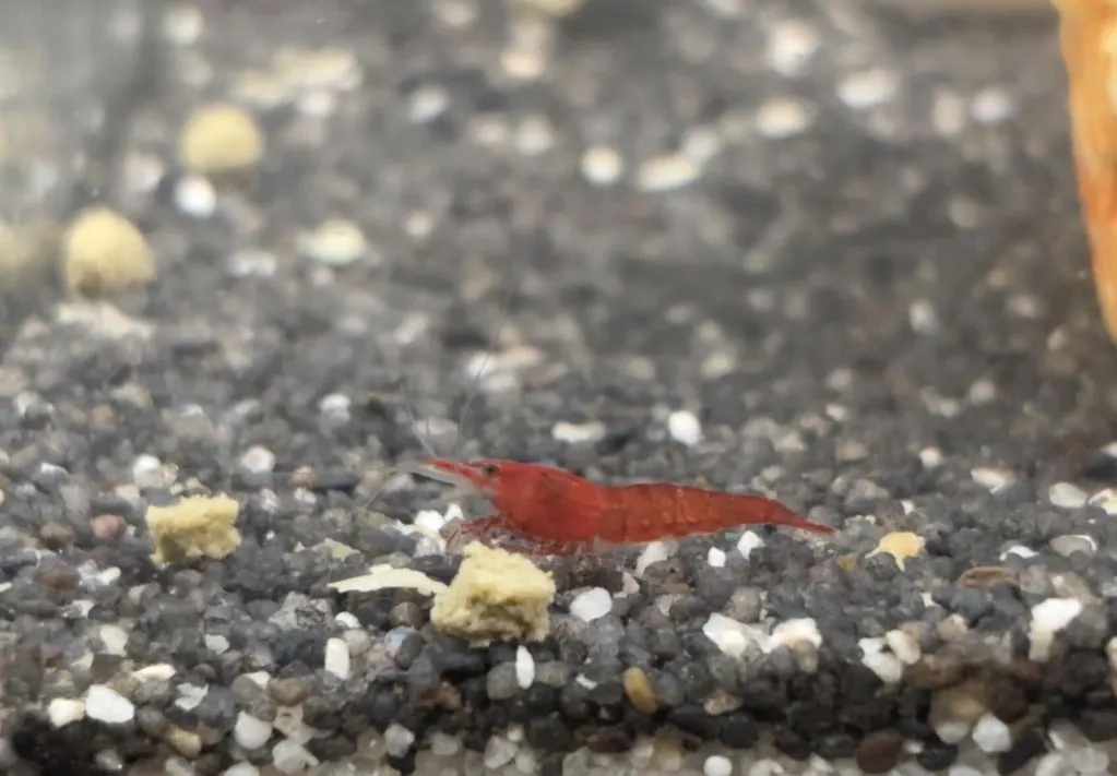 Garnelen TV Blue Dream dvärgräka blå Neocaridina davidi