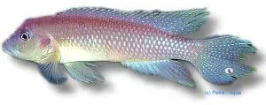 Lamprologus werneri ciklid 3,5–4,5 cm