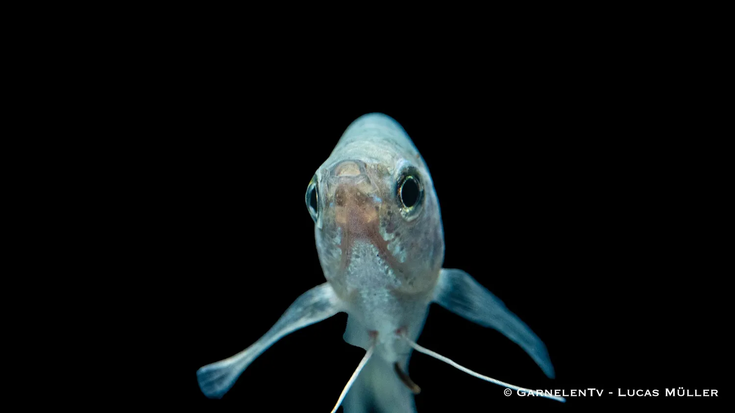 Garnelen TV Marmorfadenfisch Cosby labyrintfisk
