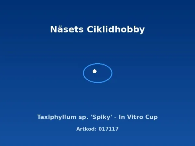 Näsets Ciklidhobby Taxiphyllum Spiky mossa in vitro-kopp