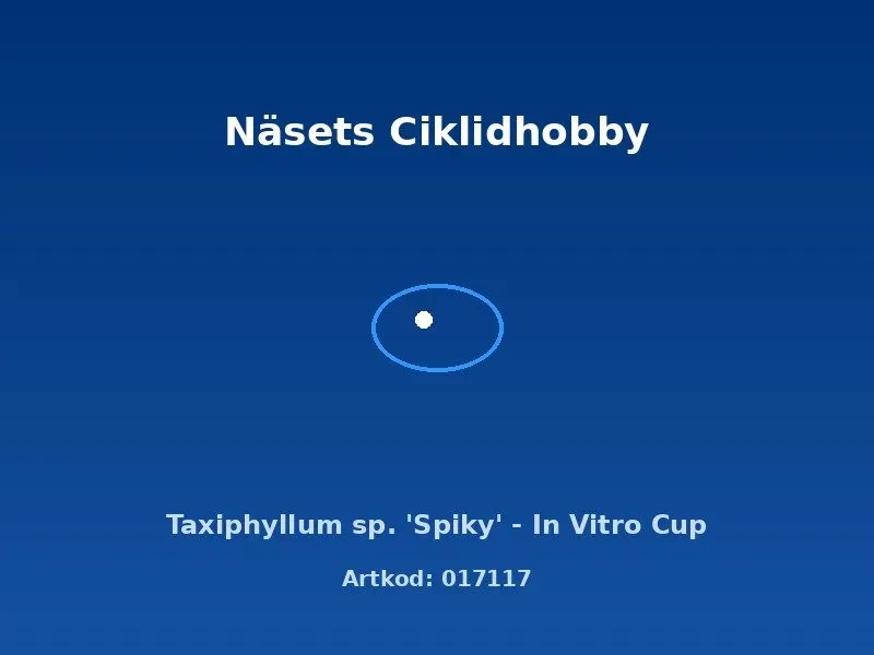 Näsets Ciklidhobby Taxiphyllum Spiky mossa in vitro-kopp