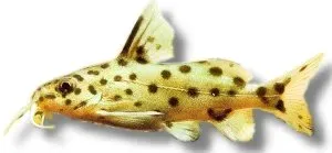 Näsets Ciklidhobby Synodontis njassae mal 4 cm