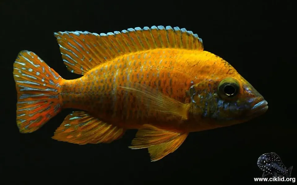 Näsets Aulonocara Stuartgranti Maleri ciklid 5–6 cm gul