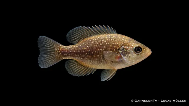 Garnelen TV Enneacanthus gloriosus diamantabborre 5-8 cm lugn