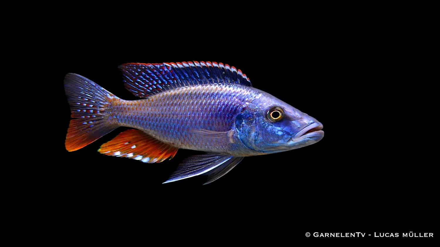 Garnelen TV Dimidiochromis compressiceps ciklid Malawi