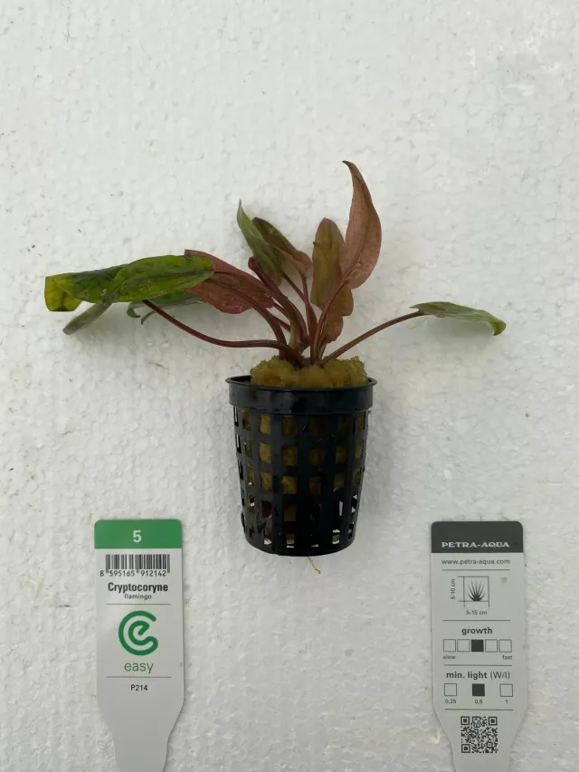 Näsets Ciklidhobby Cryptocoryne flamingo Easy5 akvarieväxt