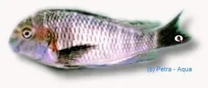 Näsets Ciklidhobby Tropheus moorii mwerazi ciklid 3,5–4,5 cm