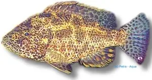 Näsets Ciklidhobby Haplochromis polystigma ciklid XXL