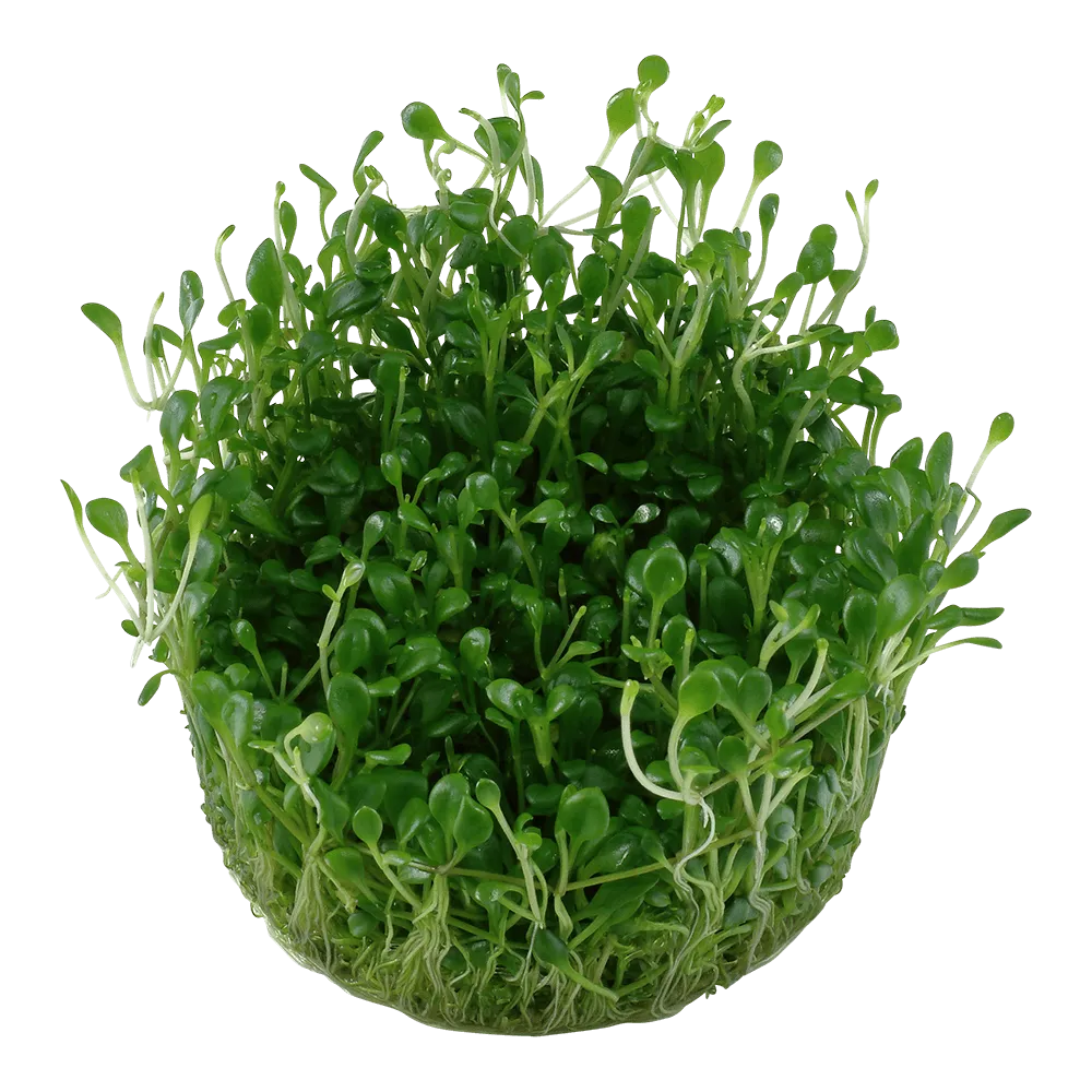Akvarievalvet Glossostigma elatinoides akvarieväxt matta