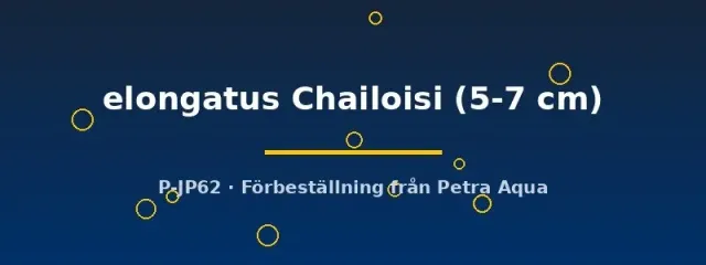 Näsets Ciklidhobby Elongatus Chailosi ciklid 5–7 cm mbuna
