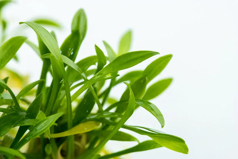 Akvarievalvet Cryptocoryne parva akvarieväxt låg