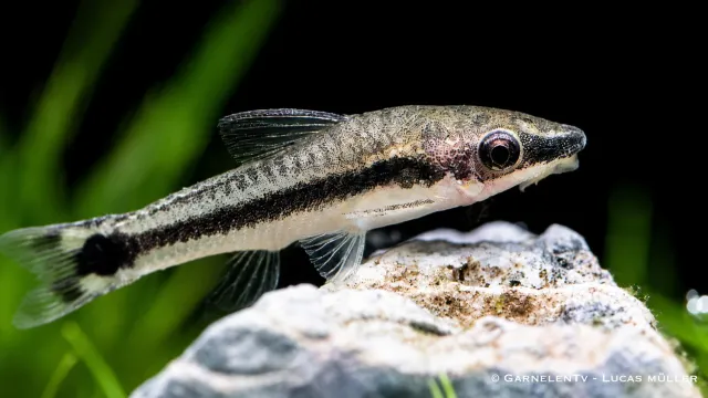 Garnelen TV Otocinclus affinis algätande mal 4–5 cm
