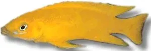 Lamprologus leleupi oran lemon ciklid akvariefisk 4–5 cm