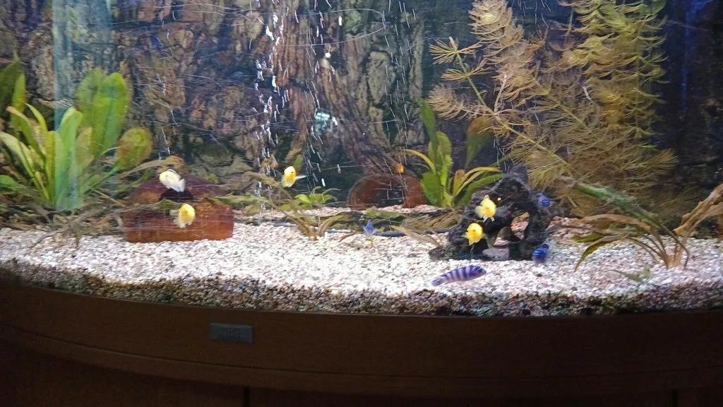 Garnelen TV Demasoni malawiciklid Pseudotropheus