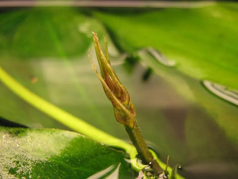 Näsets Ciklidhobby Echinodorus grisebachii Amazonicus växt PE
