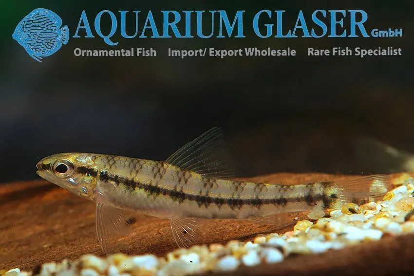 Näsets Ciklidhobby Characidium steindachneri wild md-lg akvariefisk