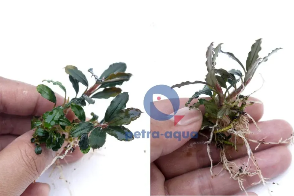 Näsets Bucephalandra metalic wave Easy8 växt