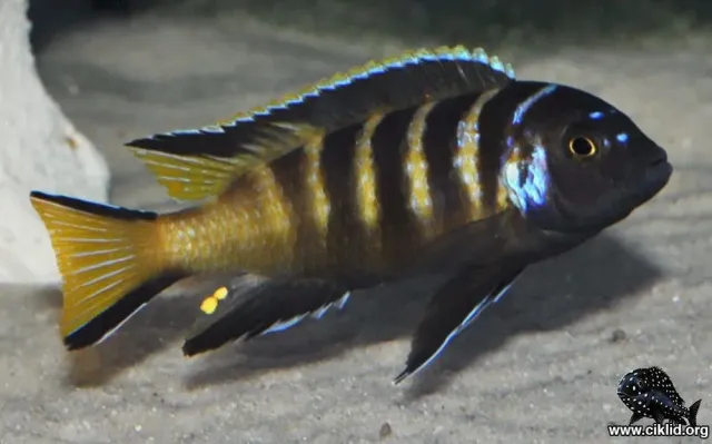 Näsets Ciklidhobby Elongatus Chailosi ciklid 3,5–4 cm malawi
