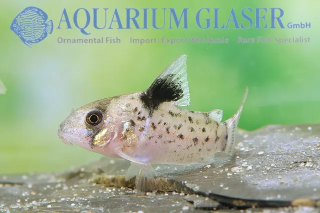 Corydoras leucomelas pansarmal bottenfisk md-lg fredlig