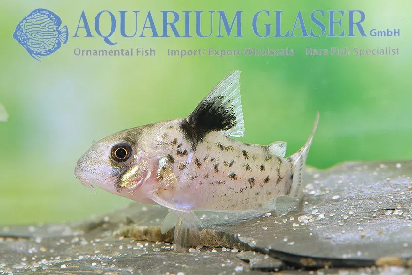 Corydoras leucomelas pansarmal bottenfisk md-lg fredlig