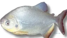 Näsets Pirapitinga Freshwater Pompano akvariefisk 7–8 cm