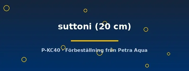 Näsets Ciklidhobby Mal Panaque suttoni 20 cm vedätare