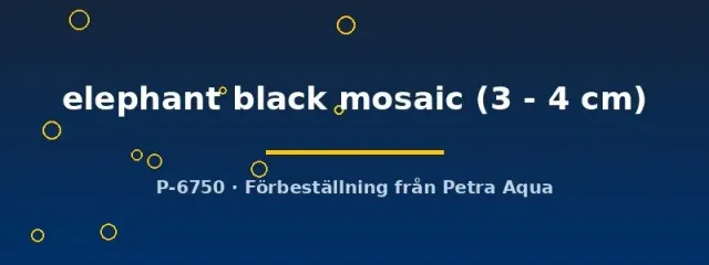 Näsets Ciklidhobby Poecilia elephant black mosaic guppy hona 3–4 cm