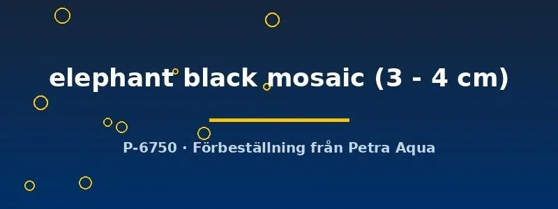 Näsets Ciklidhobby Poecilia elephant black mosaic guppy hona 3–4 cm