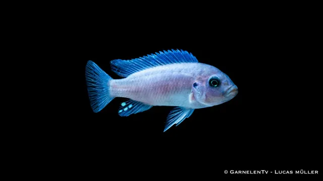 Garnelen TV Pseudotropheus callainos ciklid koboltblå