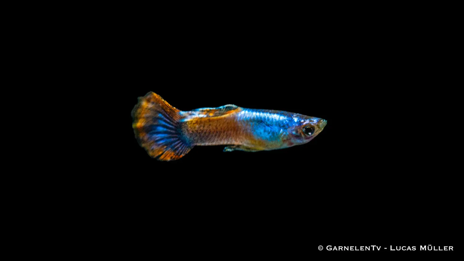 Garnelen TV Purple Flame guppy Poecilia reticulata hane orange