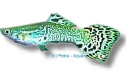 Näsets Ciklidhobby Poecilia reticulata male green guppy 3–4 cm