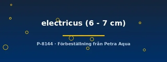 Malapterurus electricus akvariefisk 6–7 cm elektrisk mal