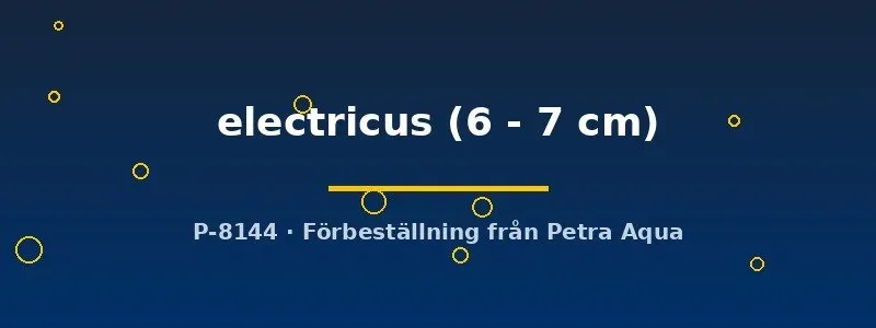 Malapterurus electricus akvariefisk 6–7 cm elektrisk mal
