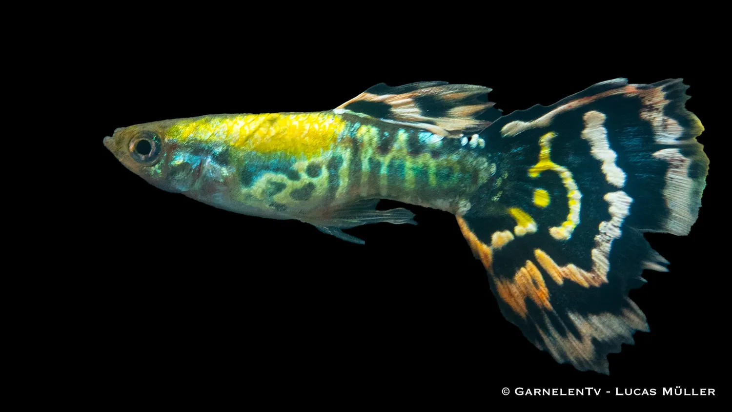 Garnelen TV leopard guppy hane akvariefisk 3–4 cm