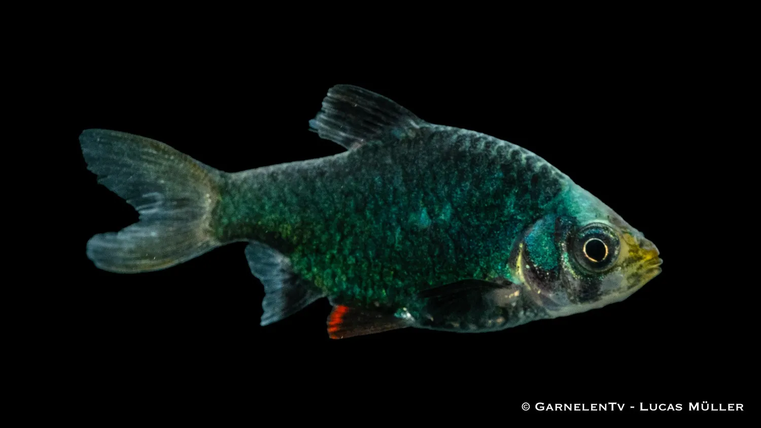 Garnelen TV Mosbarb XXL Puntigrus tetrazona stimfisk
